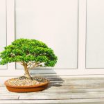 drzewko szczęścia bonsai