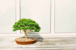 drzewko szczęścia bonsai